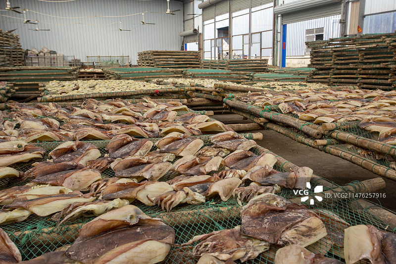 广西北海特产墨鱼干制作在晾晒中图片素材