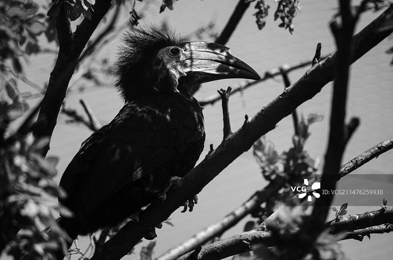 中国野生动物园拍摄主题，山东泰德州野生动物园，一只巨大的巨嘴鸟鸟类动物，户外白昼无人图像摄影图片素材
