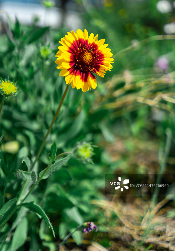 中国野生植物拍摄主题，园林绿化带里一片白色的白晶菊雏菊菊花栽培植物，户外白昼无人图像摄影图片素材