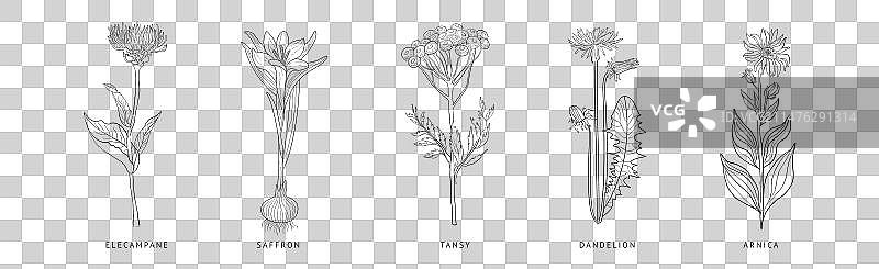 医疗手绘草药植物图片素材