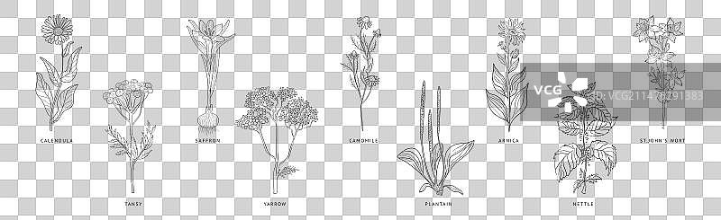 医疗手绘草药植物图片素材