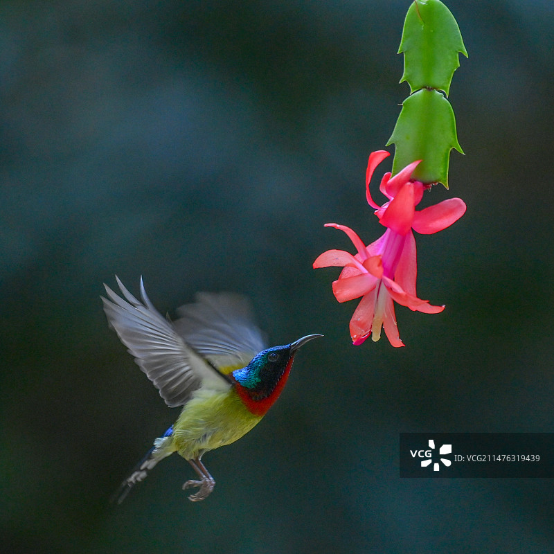 太阳鸟与蟹爪莲图片素材