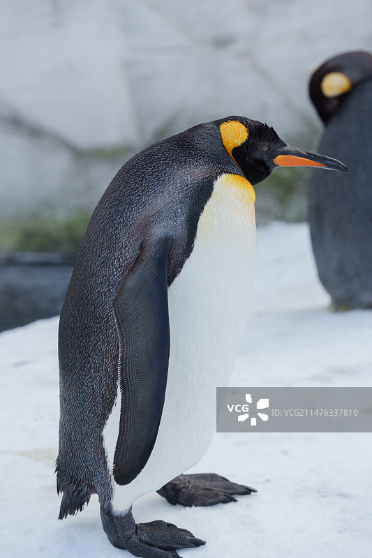 北海道旭川动物园，国王企鹅，帝企鹅图片素材