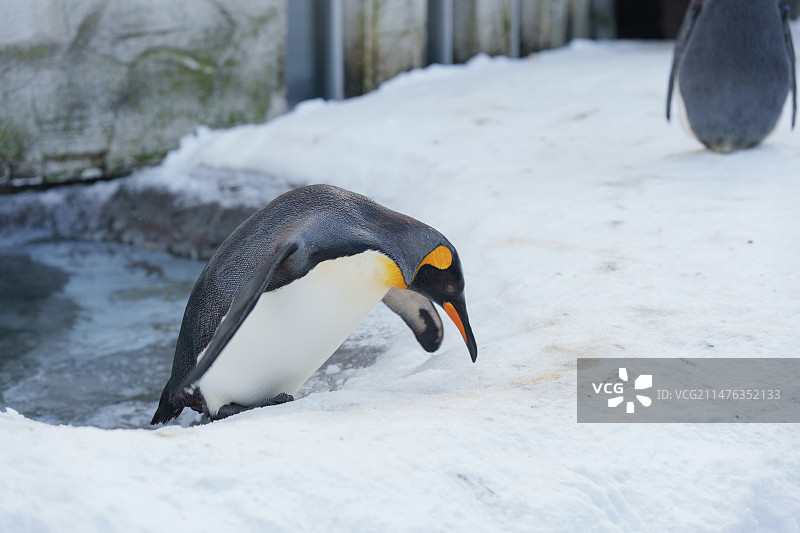 北海道旭川动物园，国王企鹅，帝企鹅图片素材