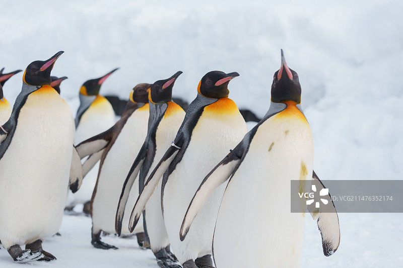 北海道旭川动物园，国王企鹅，帝企鹅图片素材