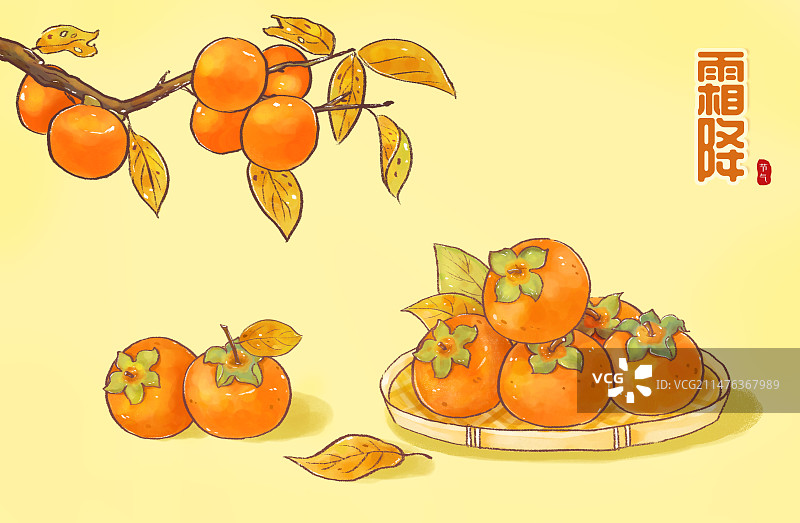 柿子霜降节气插画横版图片素材