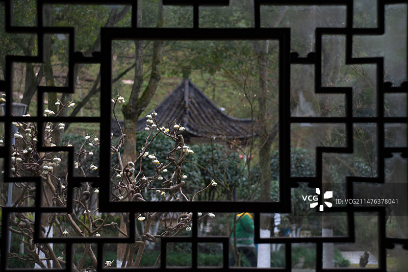 窗前结香花图片素材