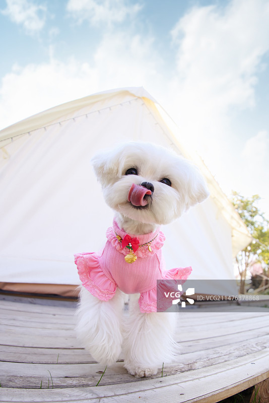 帐篷露营的马尔济斯犬图片素材