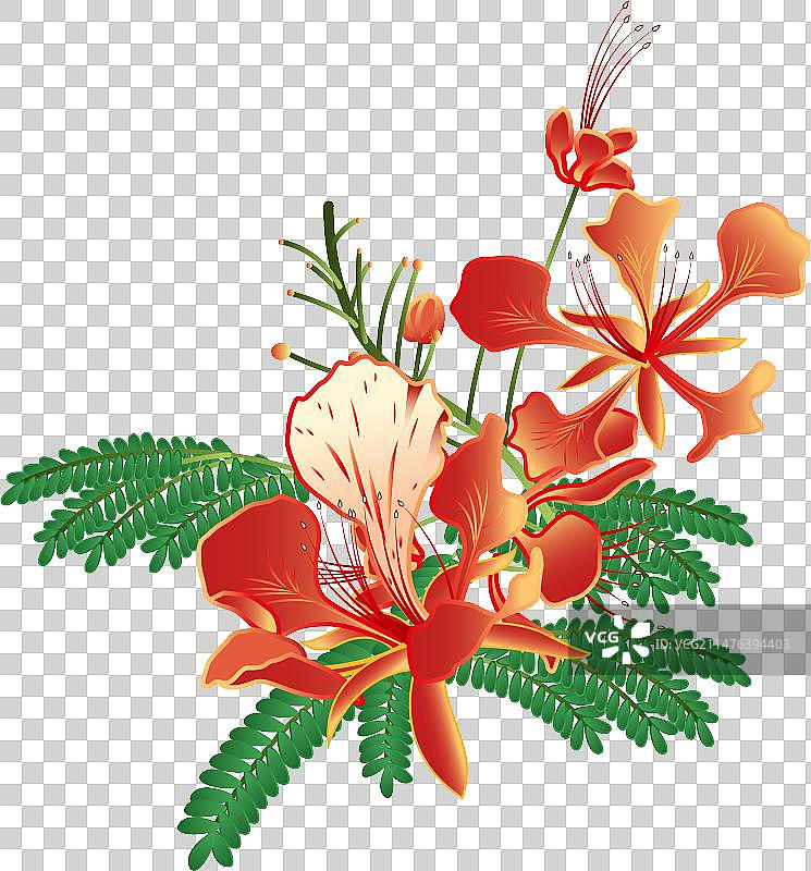 凤凰花图片素材