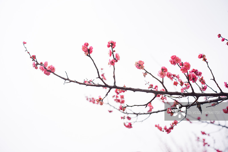 雪后初霁-红梅图片素材