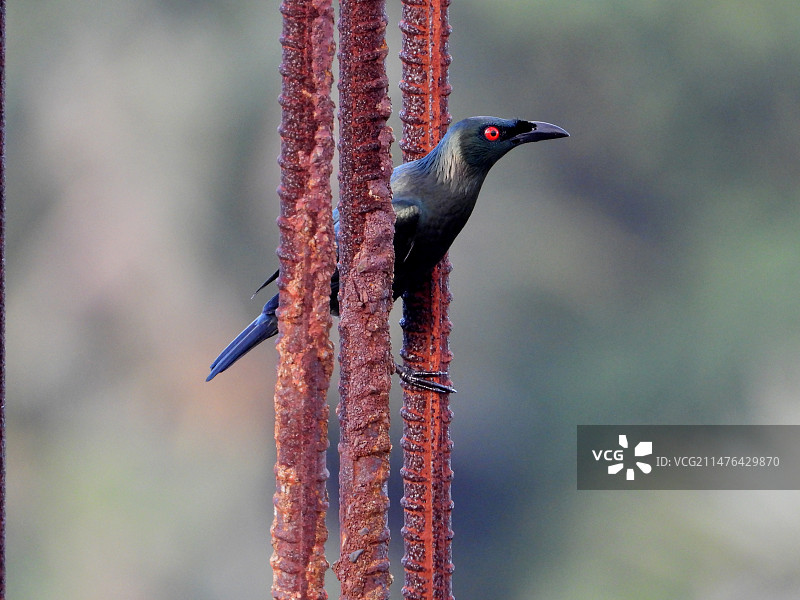 亚洲辉椋鸟图片素材