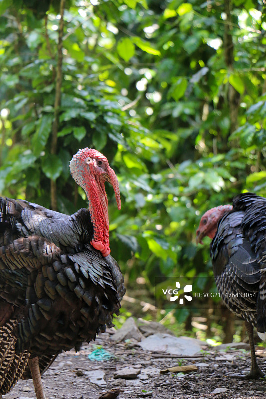 南美火鸡图片素材
