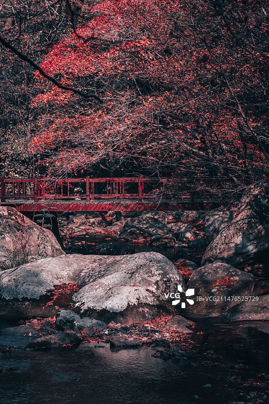 本溪·老边沟·枫叶图片素材