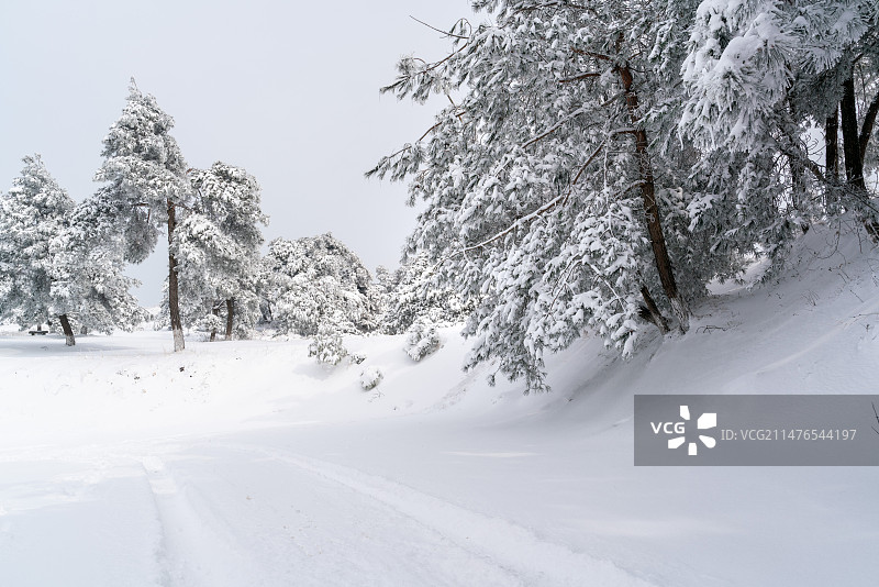冬季大雪覆盖的树木和道路图片素材
