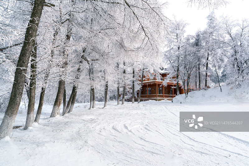 雪地中树林间的别墅和道路图片素材