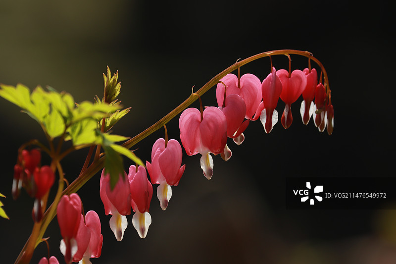 荷苞牡丹图片素材