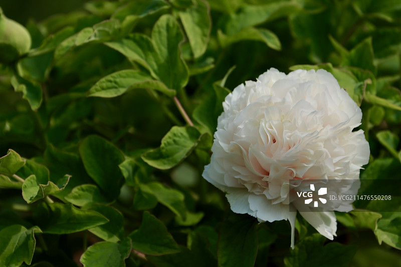 白牡丹图片素材