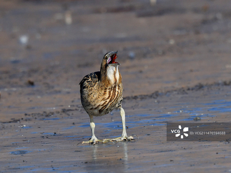 大麻鳽图片素材