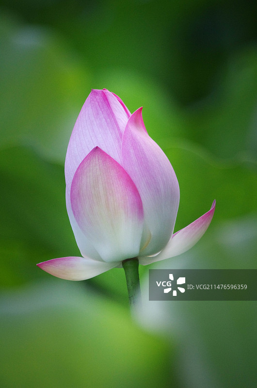 佛山荷花图图片素材