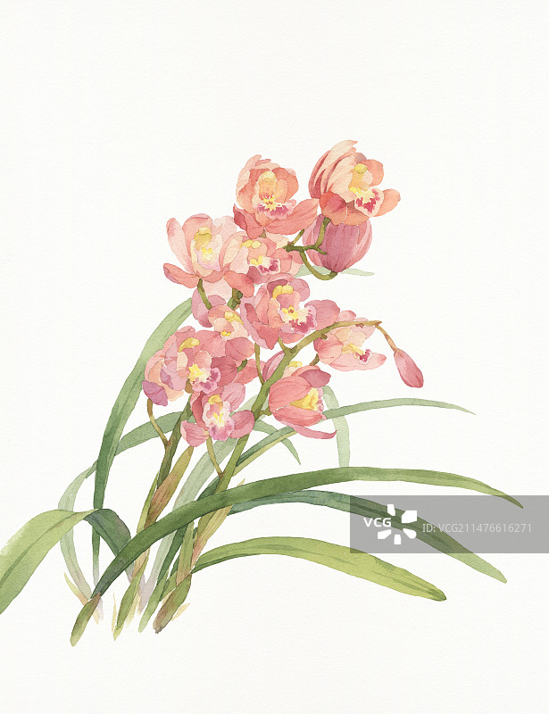绘画插图兰花图片素材