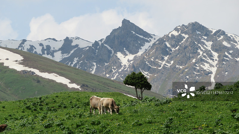 唐布拉仙女湖图片素材