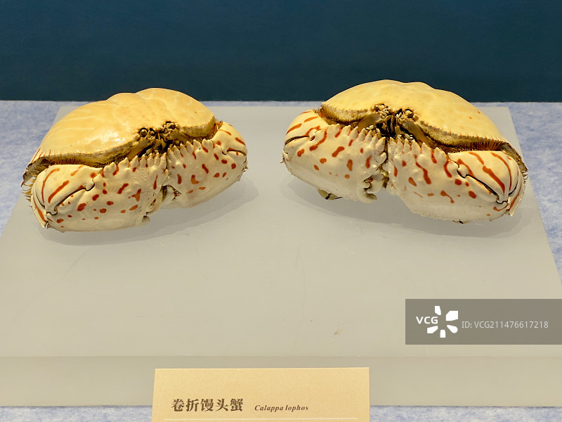 馒头蟹标本图片素材