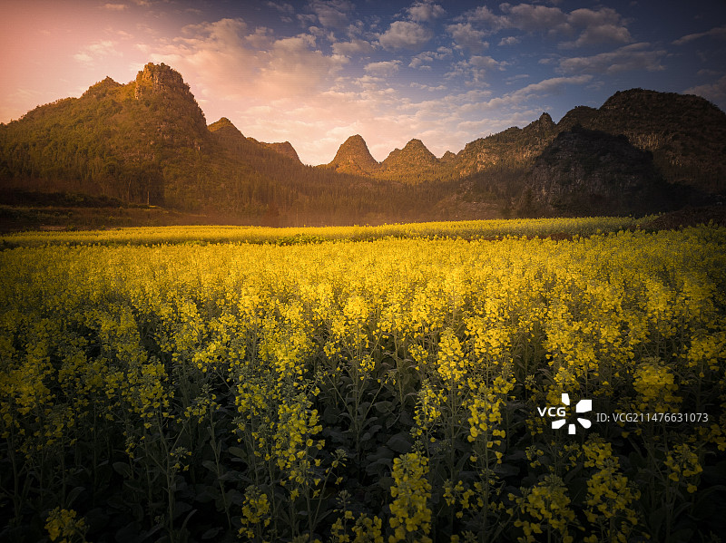 光影山间油菜花田《兴义万峰林》图片素材