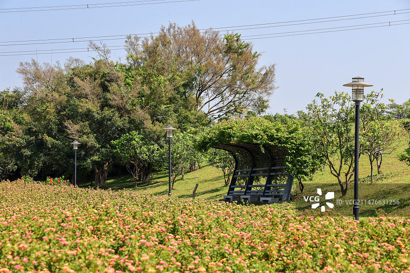 五色梅花海图片素材