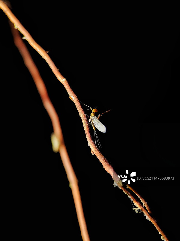 枝上小仙女~蜉蝣图片素材