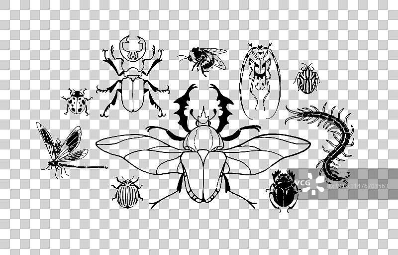 节肢动物组合各类昆虫图片素材