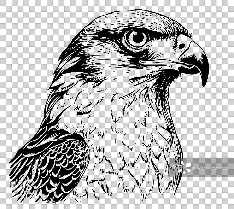 白色背景的猎鹰头部手绘图片素材