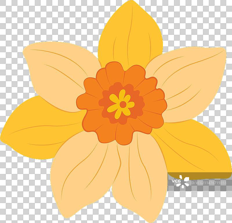 黄色水仙花植物图片素材