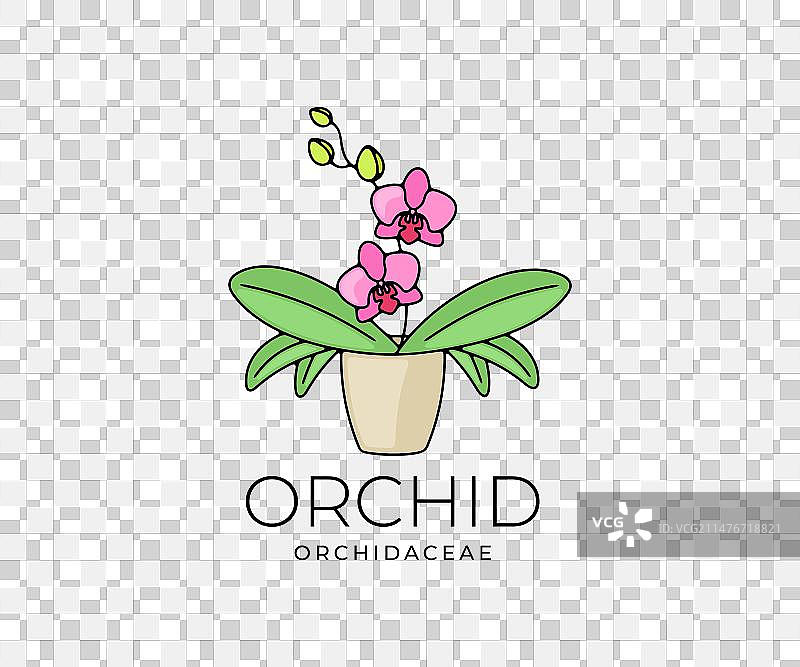 兰科植物图案设计图片素材