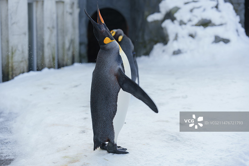 北海道旭川动物园，国王企鹅，帝企鹅图片素材