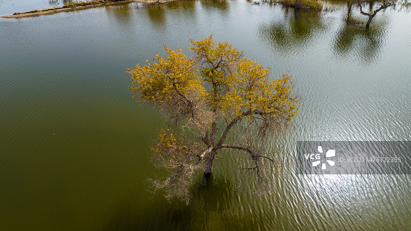 2023.10.22航拍新疆巴州尉犁尉罗布淖尔湿地公园图片素材