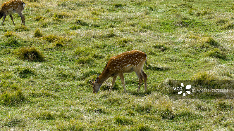 内蒙古呼伦贝尔大草原上一群正在吃草的鹿图片素材