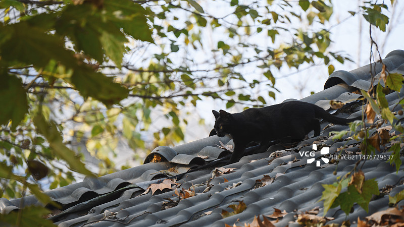 瓦房屋顶山的黑猫图片素材
