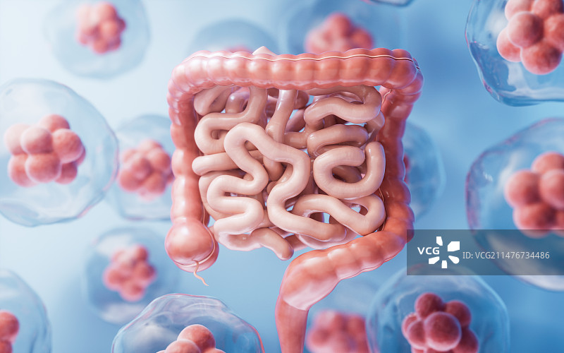 内脏器官肠道3D渲染图片素材