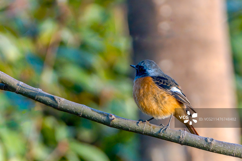 北红尾鸲图片素材