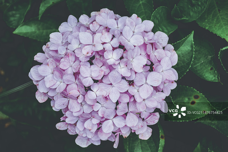 武汉汤湖公园花卉特写图片素材