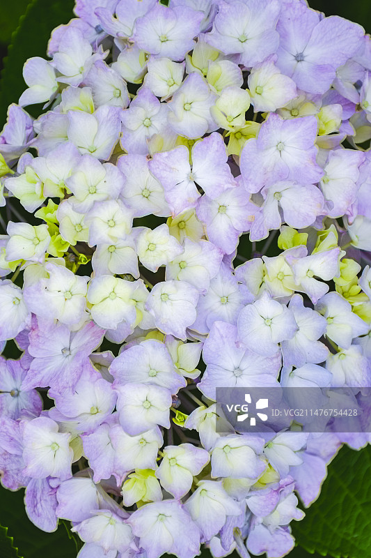 武汉汤湖公园花卉特写图片素材