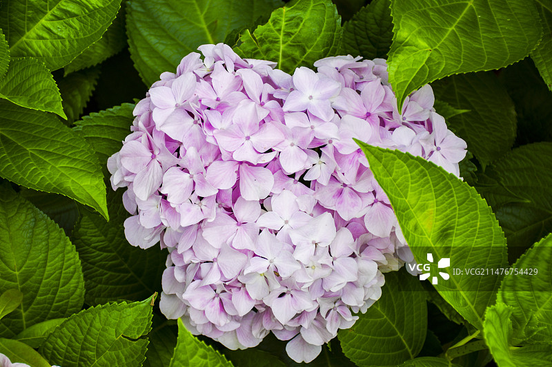 武汉汤湖公园花卉特写图片素材