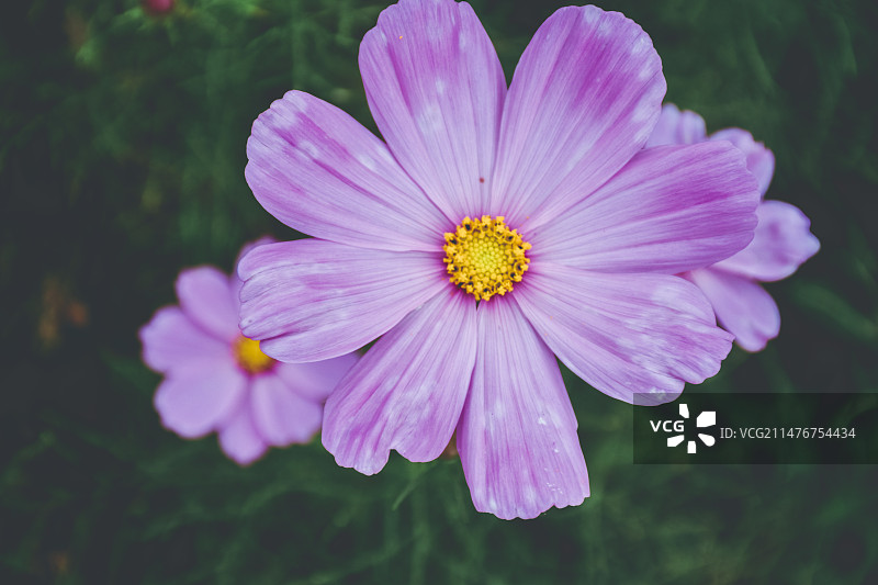 武汉汤湖公园花卉特写图片素材