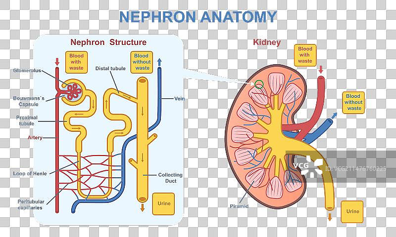 肾脏肾单位解剖概念图片素材