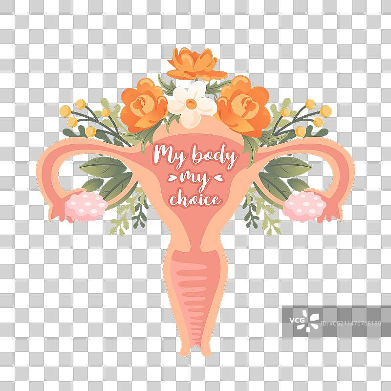 我的身体我做主，子宫与花朵图片素材