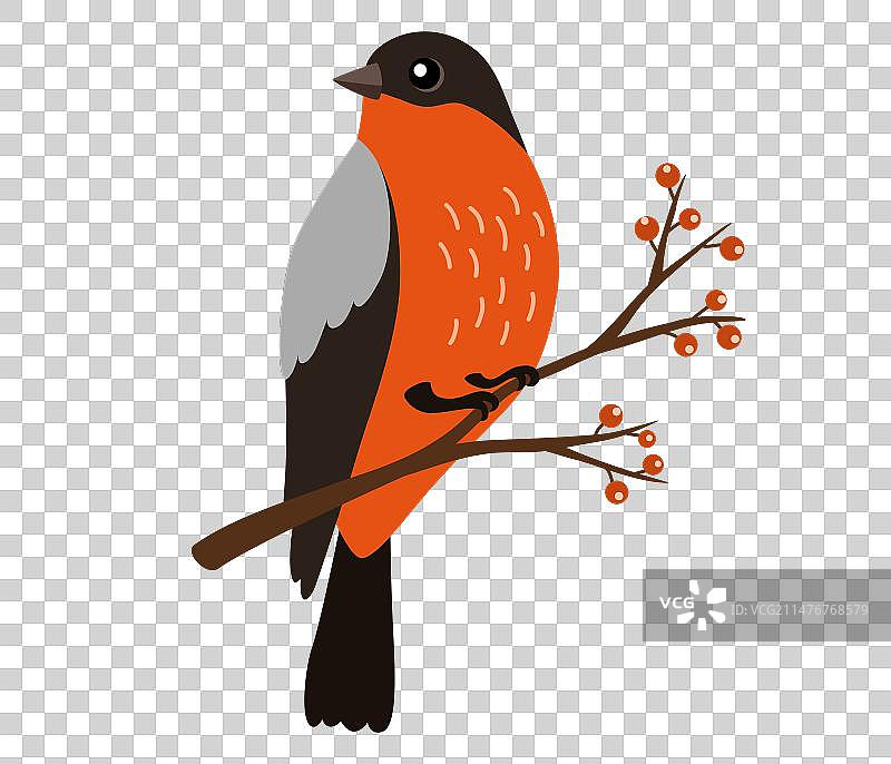 红腹灰雀图片素材