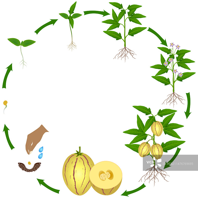 白底上的香瓜茄植物生命周期图片素材