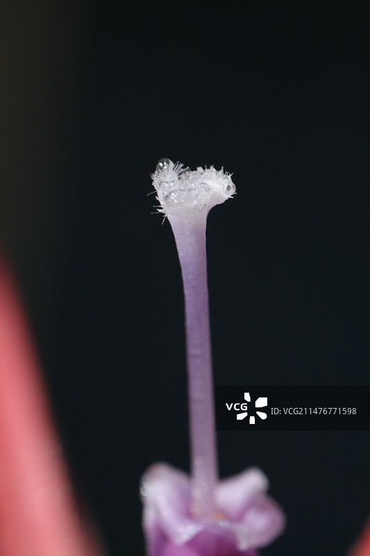 空气凤梨花蕊图片素材