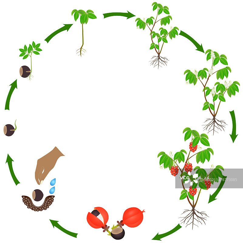 白色背景下的瓜拉纳植物生命周期图片素材