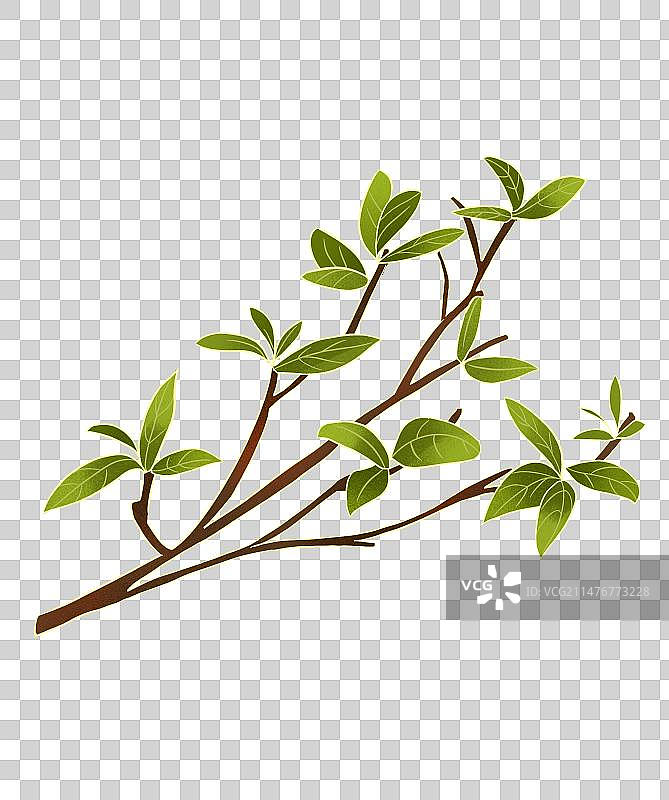 中式国风树枝插画图片素材